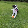 Photo 9: Woody