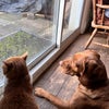 Photo 8: pets 
