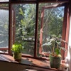 Photo 3: Living room windows
