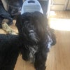 Photo 5: Doggy