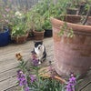 Photo 9: Wilbur, our cat. 