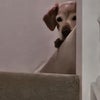 Photo 2: House dog