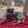 Photo 7: Doggo