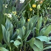 Photo 9: Garden