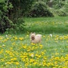 Photo 6: Book the Wonder Doggo