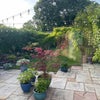Photo 6: Garden