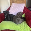 Photo 7: Odie & Lottie