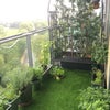 Photo 6: Balcony jungle with fresh herbs