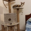 Photo 4: catty