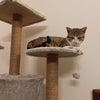 Photo 2: kitty