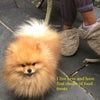 Photo 7: The resident dog