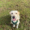 Photo 8: Gunner the Lab
