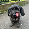 Photo 7: Dog you will be living with