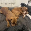 Photo 4: Includes two house dogs who love a cuddle lol 