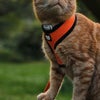 Photograph of Lexxi