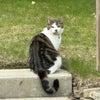 Photo 9: Cat!
