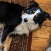 Photo 3: Your other room mate… He’s a big sook once he gets to know you!