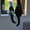 Photo 9: Two cats