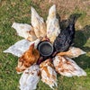 Photo 8: Chooks