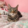 Photo 2: My cat Holly