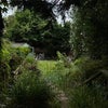 Photo 9: Steps to garden