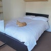 Photo 6: Comfortable bed as approved by the tiger!