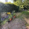 Photo 11: Shared Garden