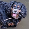 Photo 4: Rosie, my dog