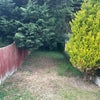 Photo 7: Patio/garden 