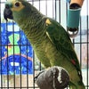 Photo 6: Pipoca the parrot!