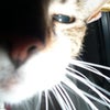 Photo 9: one of the rascals....