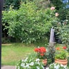 Photo 2: Back garden