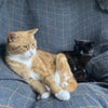 Photo 8: Cats