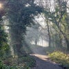 Photo 9: Sydenham / Dulwich Woods walk away - Magical ! 