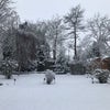 Photo 5: The garden in the rare snow!