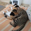 Photo 4: Golda (calico, 12 yrs) and Tzipi (Tabby, 8 mos)