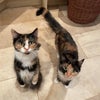Photo 7: My 2 house cats 