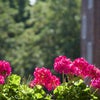 Photo 7: Flowers and greenery all around!
