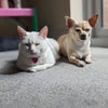 Photo 8: Chloe's dog & cat