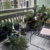 Photo 4: Kitchen balcony