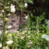 Photo 17: Garden