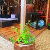 Photo 5: Gazebo - total privacy