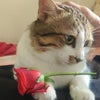 Shruti \'s picture