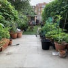 Photo 2: Garden or Patio