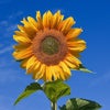R\'s picture