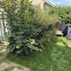 Photo 5: Garden 