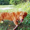 Photo 2: Looking for home allowed for pets 