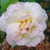 Photograph of Robyn