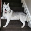 Photo 6: Permanent resident - Sparky the Husky
