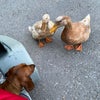 Photo 4: Hebe with our ducks. She is good with livestock. 